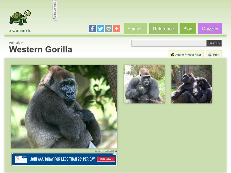 A Z Animals: Animal Facts: Western Gorilla (Gorilla Gorilla) Handout A Z Animals: Animal Facts: Western Gorilla (Gorilla Gorilla) Handout