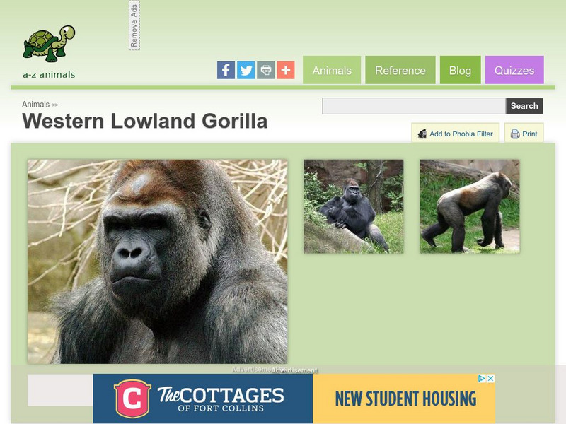 A Z Animals: Animal Facts: Western Lowland Gorilla (Gorilla Gorilla Gorilla) Handout A Z Animals: Animal Facts: Western Lowland Gorilla (Gorilla Gorilla Gorilla) Handout