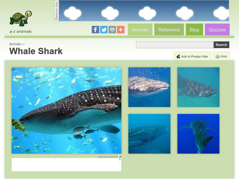 A Z Animals: Animal Facts: Whale Shark (Rhincodon Typus) Handout A Z Animals: Animal Facts: Whale Shark (Rhincodon Typus) Handout