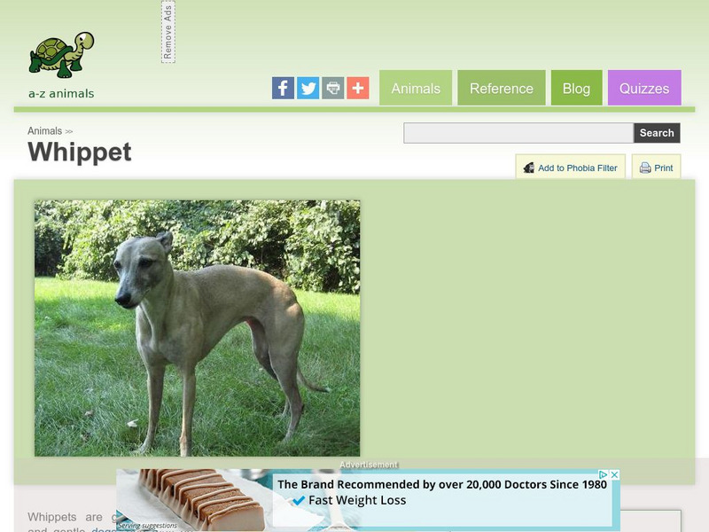 A Z Animals: Animal Facts: Whippet Handout A Z Animals: Animal Facts: Whippet Handout