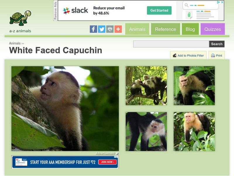 A Z Animals: Animal Facts: White Faced Capuchin (Cebus Capucinus) Handout A Z Animals: Animal Facts: White Faced Capuchin (Cebus Capucinus) Handout