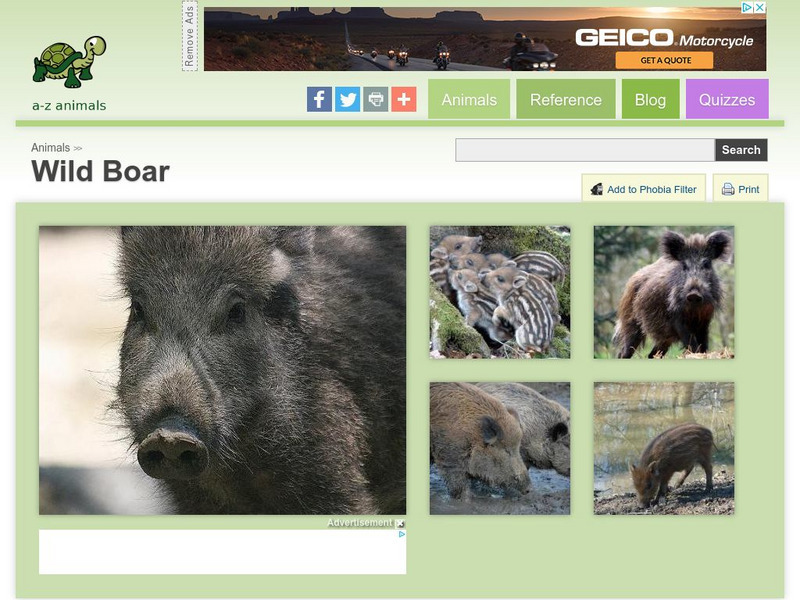 A Z Animals: Animal Facts: Wild Boar (Sus Scrofa) Handout A Z Animals: Animal Facts: Wild Boar (Sus Scrofa) Handout
