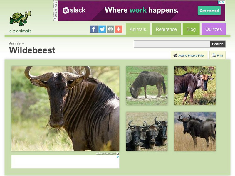 A Z Animals: Animal Facts: Wildebeest (Connochaetes Taurinus) Handout A Z Animals: Animal Facts: Wildebeest (Connochaetes Taurinus) Handout