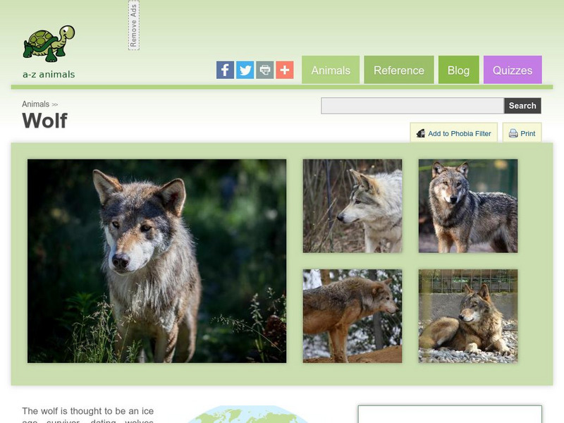A Z Animals: Animal Facts: Wolf (Canis Rufus) Handout A Z Animals: Animal Facts: Wolf (Canis Rufus) Handout