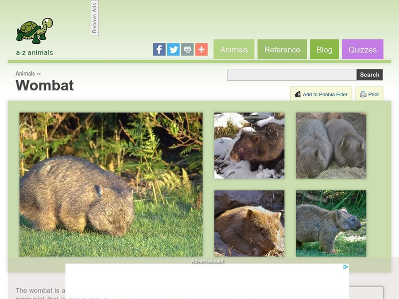A Z Animals: Animal Facts: Wombat (Vombatus Ursinus) Handout A Z Animals: Animal Facts: Wombat (Vombatus Ursinus) Handout