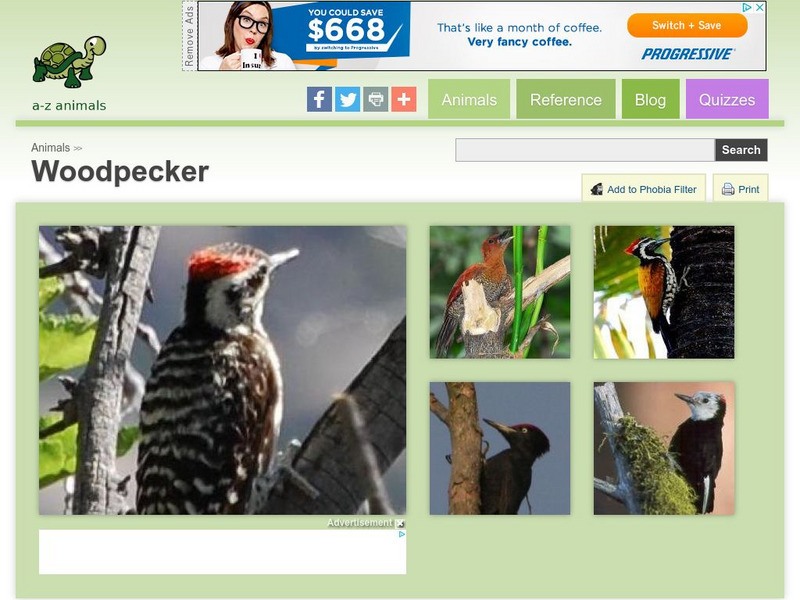 A Z Animals: Animal Facts: Woodpecker (Picidae) Handout A Z Animals: Animal Facts: Woodpecker (Picidae) Handout