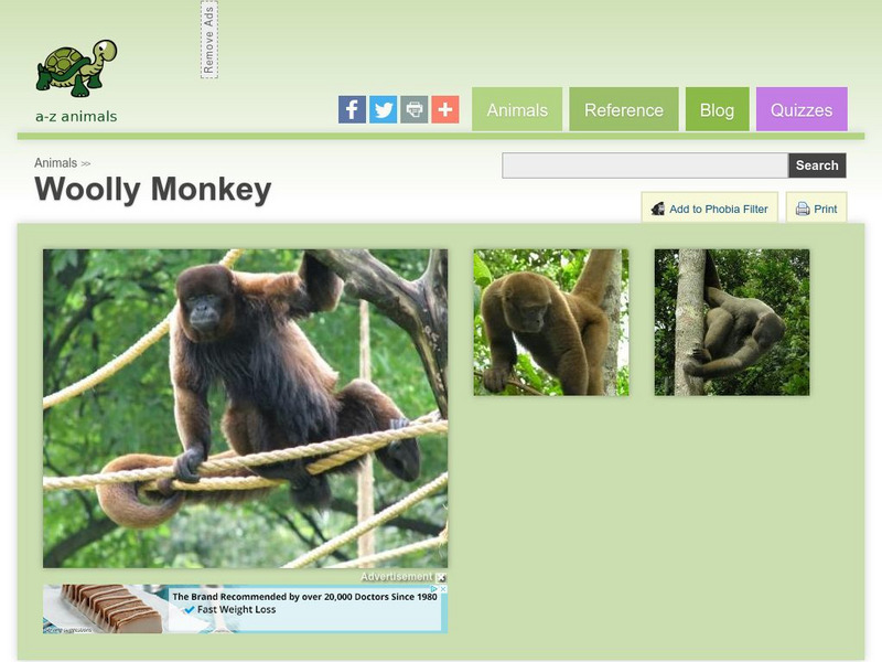 A Z Animals: Animal Facts: Woolly Monkey (Lagothrix Lagotricha) Handout A Z Animals: Animal Facts: Woolly Monkey (Lagothrix Lagotricha) Handout