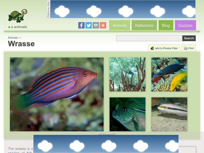 A Z Animals: Animal Facts: Wrasse (Labridae) Handout A Z Animals: Animal Facts: Wrasse (Labridae) Handout