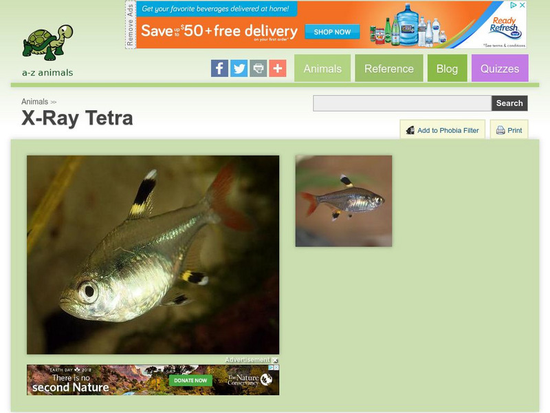 A Z Animals: Animal Facts: X Ray Tetra (Pristella Maxillaris) Handout A Z Animals: Animal Facts: X Ray Tetra (Pristella Maxillaris) Handout