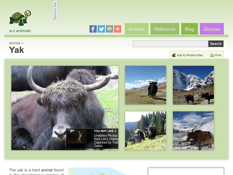 A Z Animals: Animal Facts: Yak (Bos Grunniens) Handout A Z Animals: Animal Facts: Yak (Bos Grunniens) Handout