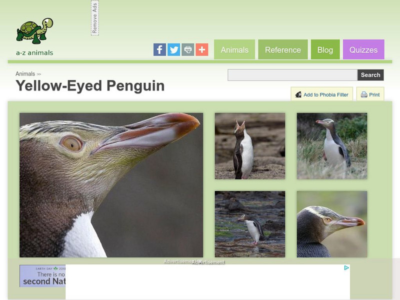 A Z Animals: Animal Facts: Yellow Eyed Penguin (Megadyptes Antipodes) Handout A Z Animals: Animal Facts: Yellow Eyed Penguin (Megadyptes Antipodes) Handout