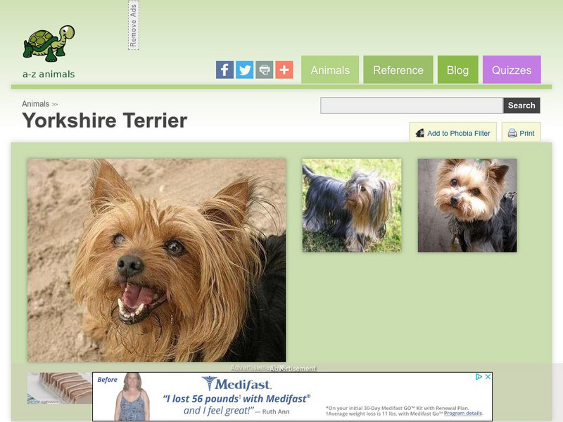 A Z Animals: Animal Facts: Yorkshire Terrier Handout A Z Animals: Animal Facts: Yorkshire Terrier Handout