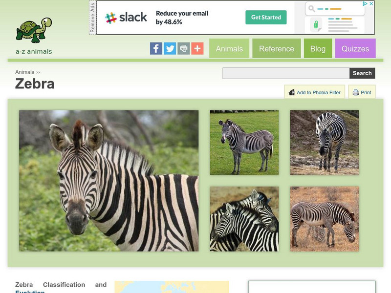 A Z Animals: Animal Facts: Zebra (Equus Zebra) Handout A Z Animals: Animal Facts: Zebra (Equus Zebra) Handout