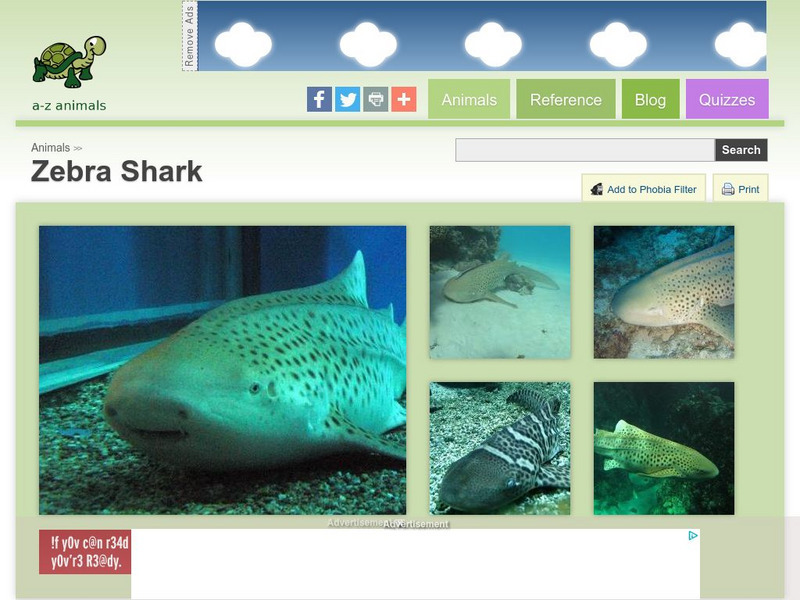 A Z Animals: Animal Facts: Zebra Shark (Stegostoma Fasciatum) Handout