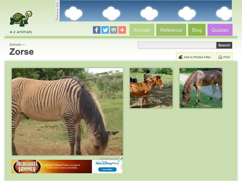 A Z Animals: Animal Facts: Zorse (Equus Zebra X Equus Caballus) Handout A Z Animals: Animal Facts: Zorse (Equus Zebra X Equus Caballus) Handout