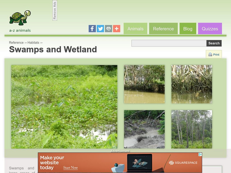A Z Animals: Reference: Habitats: Swamps and Wetlands Handout A Z Animals: Reference: Habitats: Swamps and Wetlands Handout