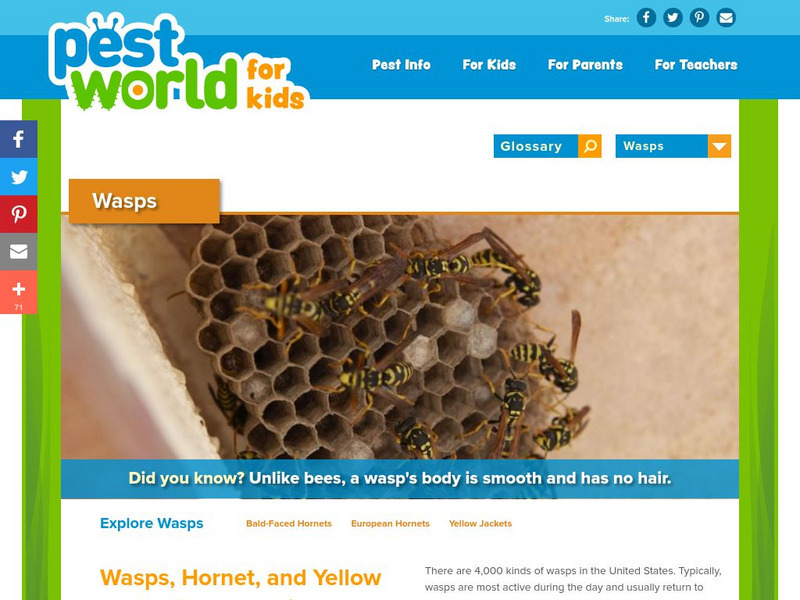 Pest World for Kids: Wasps Handout