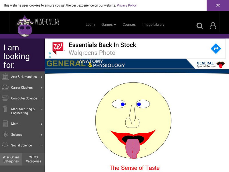 Wisc Online: The Sense of Taste Graphic Wisc Online: The Sense of Taste Graphic