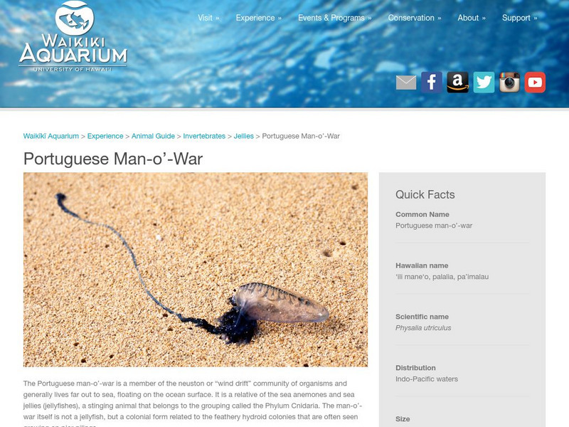 Waikiki Aquarium: Portuguese Man O' War Handout Waikiki Aquarium: Portuguese Man O' War Handout
