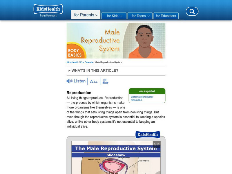 Kids Health: Male Reproductive System Handout Kids Health: Male Reproductive System Handout