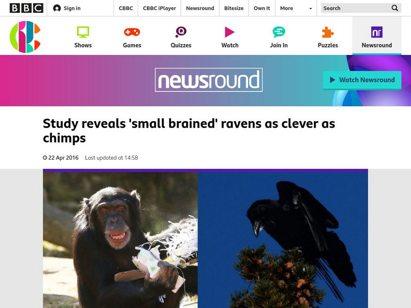 Bbc Newsround: Week of 4 25 16: Study Reveals Ravens as Clever as Chimps Article Bbc Newsround: Week of 4 25 16: Study Reveals Ravens as Clever as Chimps Article