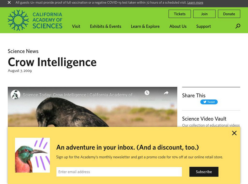 California Academy of Sciences: Crow Intelligence Instructional Video California Academy of Sciences: Crow Intelligence Instructional Video