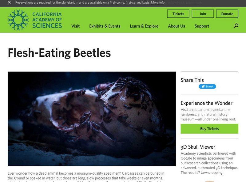 California Academy of Sciences: Flesh Eating Beetles! Interactive California Academy of Sciences: Flesh Eating Beetles! Interactive