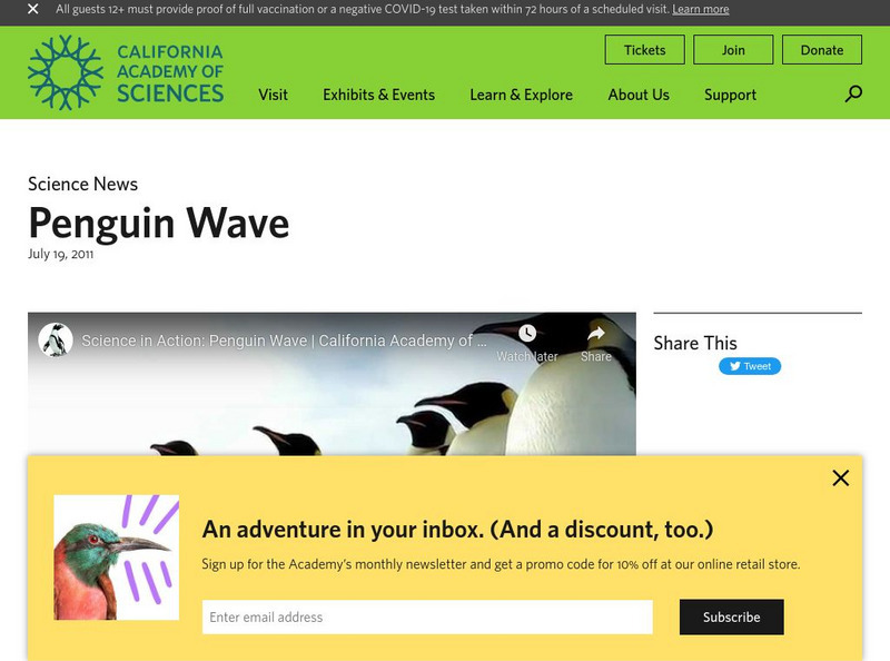 California Academy of Sciences: Penguin Wave Instructional Video California Academy of Sciences: Penguin Wave Instructional Video