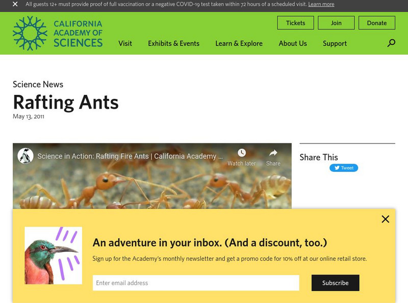 California Academy of Sciences: Rafting Ants Instructional Video