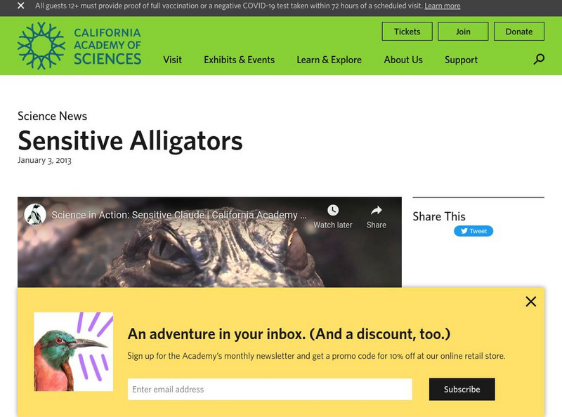 California Academy of Sciences: Sensitive Alligators Instructional Video California Academy of Sciences: Sensitive Alligators Instructional Video