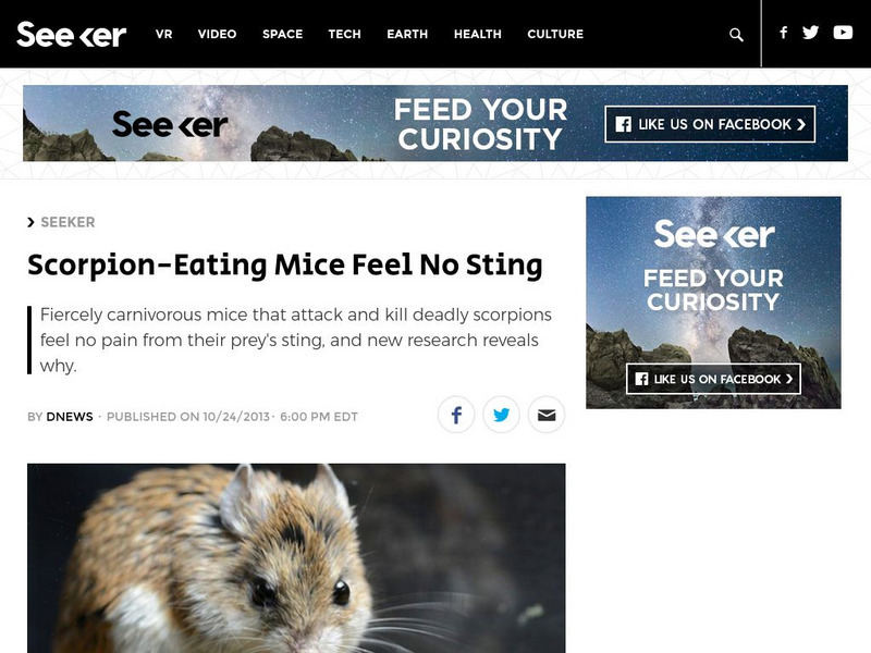 Seeker: Week of 10 28 13: Scorpion Eating Mice Feel No Sting Article Seeker: Week of 10 28 13: Scorpion Eating Mice Feel No Sting Article