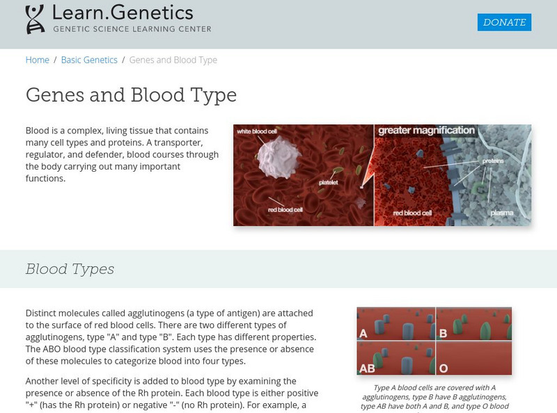 University of Utah: Learn Genetics: Genes and Blood Type Handout University of Utah: Learn Genetics: Genes and Blood Type Handout