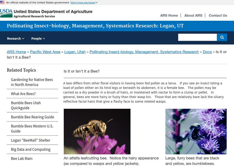 Us Department of Agriculture: Is It or Isn't a Bee? Handout Us Department of Agriculture: Is It or Isn't a Bee? Handout