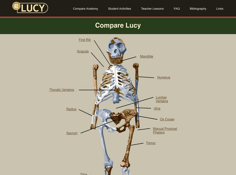 University of Texas at Austin: E Lucy: Compare Lucy Graphic University of Texas at Austin: E Lucy: Compare Lucy Graphic