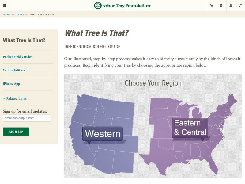 The National Arbor Day Foundation: What Tree Is That? Interactive The National Arbor Day Foundation: What Tree Is That? Interactive