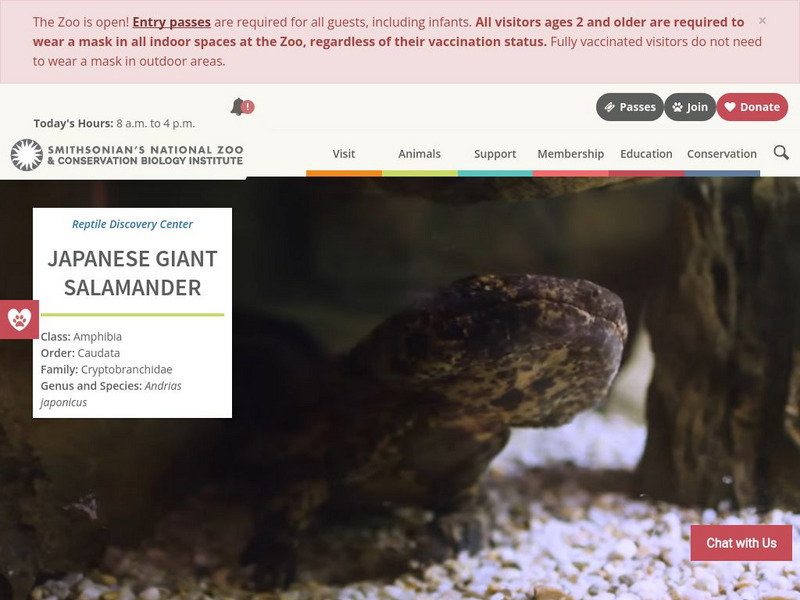 Smithsonian National Zoo: Japanese Giant Salamander Handout Smithsonian National Zoo: Japanese Giant Salamander Handout