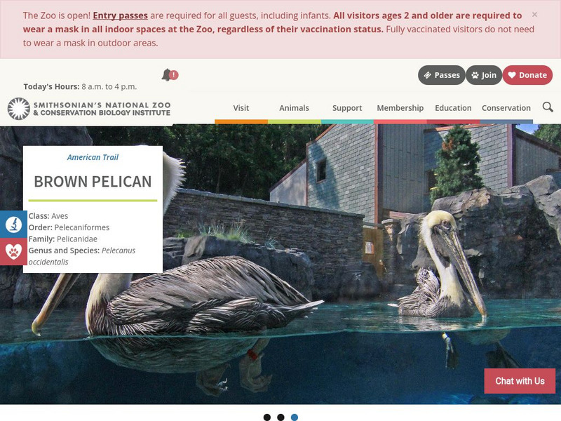 Smithsonian National Zoo: Brown Pelican Handout