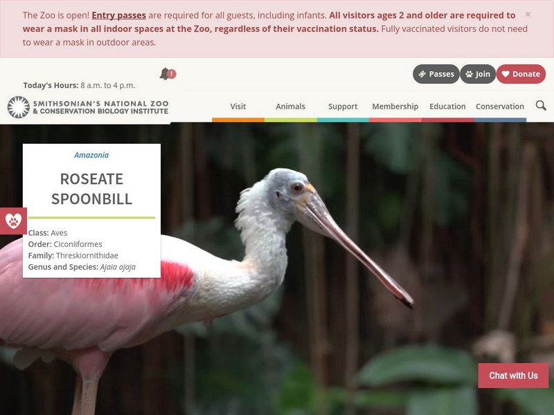 Smithsonian National Zoo: Roseate Spoonbill Handout