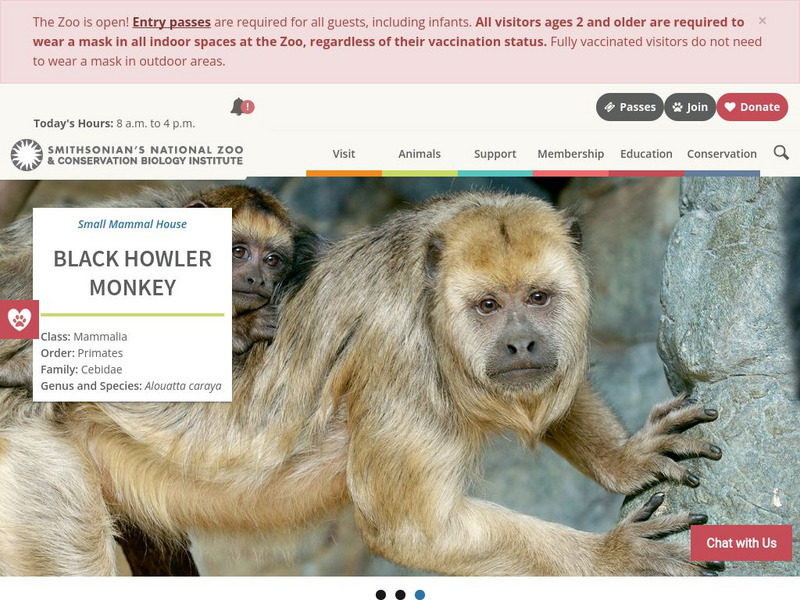 Smithsonian National Zoo: Black Howler Monkey Handout