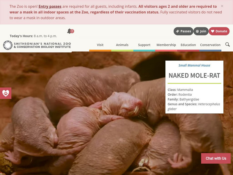 Smithsonian National Zoo: Naked Mole Rat Handout