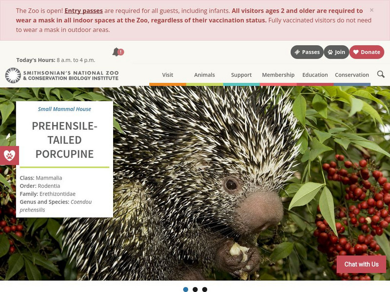 Smithsonian National Zoo: Prehensile Tailed Porcupine Handout Smithsonian National Zoo: Prehensile Tailed Porcupine Handout