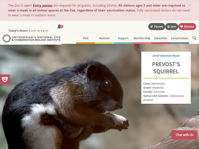 Smithsonian National Zoo: Prevost's Squirrel Handout