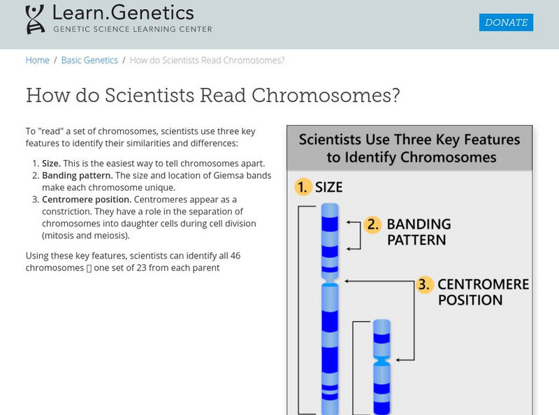 University of Utah: Learning Center: learn.genetics: Scientists Read Chromosomes Handout University of Utah: Learning Center: learn.genetics: Scientists Read Chromosomes Handout