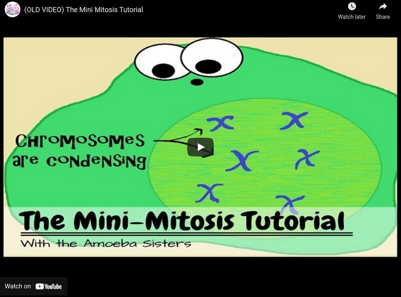 Amoeba Sisters: Mitosis Mini Tutorial Instructional Video Amoeba Sisters: Mitosis Mini Tutorial Instructional Video