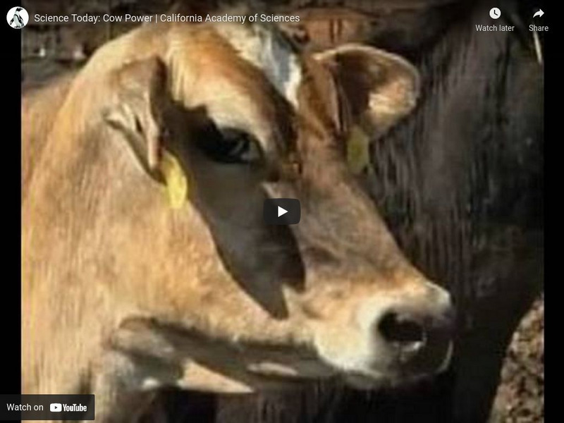 Ca Academy of Sciences: Cow Power Instructional Video Ca Academy of Sciences: Cow Power Instructional Video