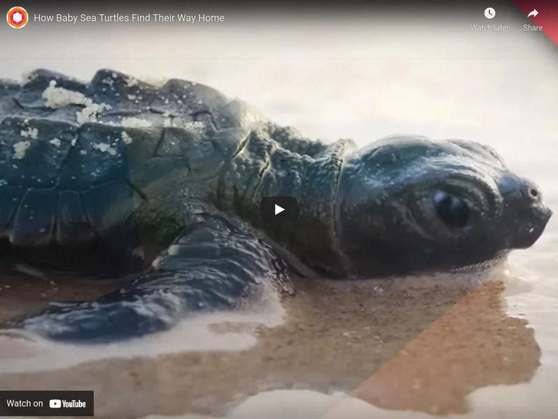 Pbs Digital Studios: How Baby Sea Turtles Find Their Way Home Instructional Video