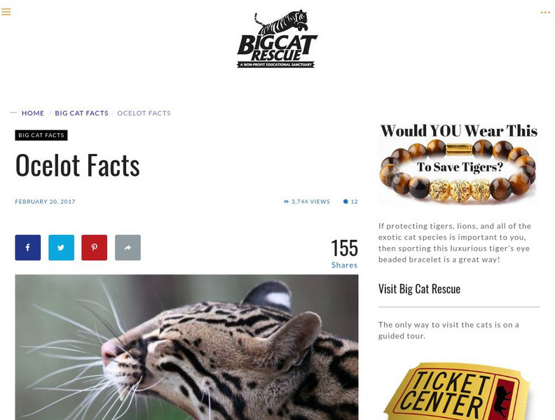 Big Cat Rescue: Ocelot Facts Handout Big Cat Rescue: Ocelot Facts Handout
