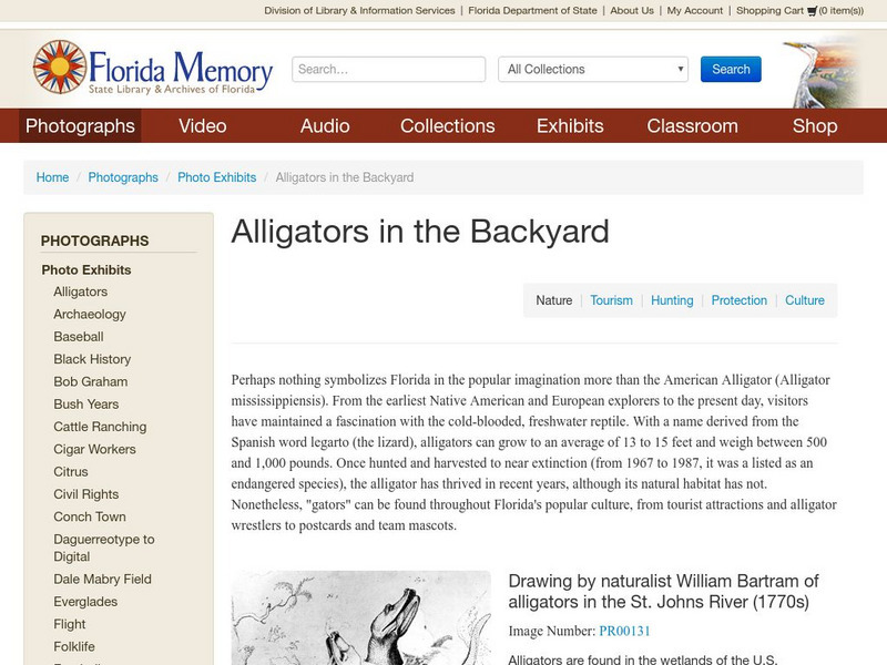 Florida Memory: Florida Photographic Collection: Alligators in the Backyard Graphic Florida Memory: Florida Photographic Collection: Alligators in the Backyard Graphic