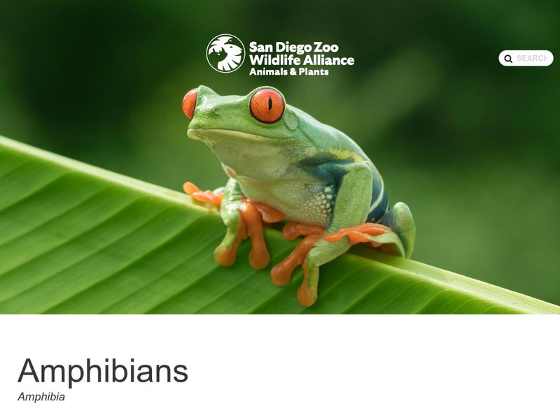 San Diego Zoo: Amphibians Handout San Diego Zoo: Amphibians Handout