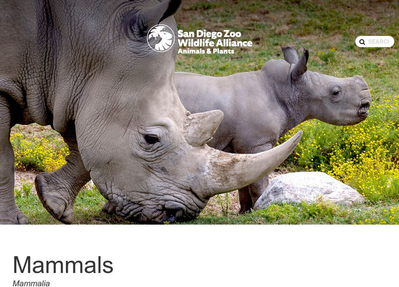 San Diego Zoo: Mammals Handout